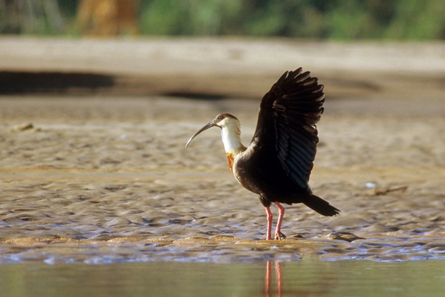 Ibis płowy