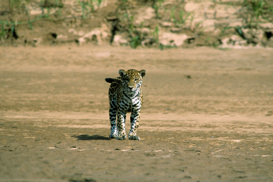 Jaguar